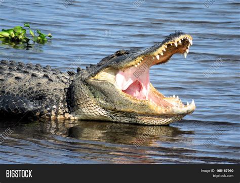 Large Alligator Mouth Image And Photo Free Trial Bigstock