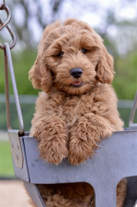 Adorable English Goldendoodle Puppy Swinging Goldendoodle Puppy