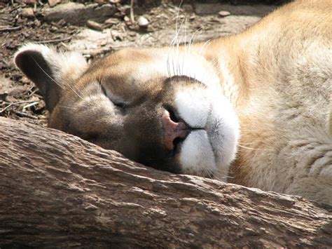 Pin By Encyclopedia Of Life Eol On Animals Sleeping Mountain Lion