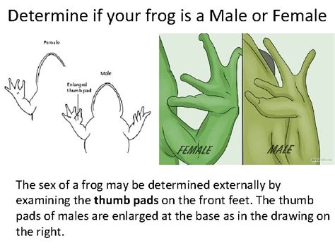 frog body parts and functions external anatomy of