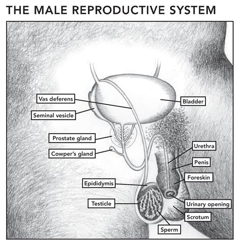 The male reproductive system (or tract) includes: The Female and Male Reproductive Systems (Posters ...