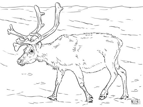 Get This Deer Coloring Pages Realistic Deer Drawing for Adults