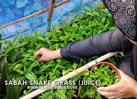 And yet, it doesn't end there. Herbs Info: Sabah Snake Grass - Healing & Benefits