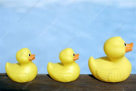 Three Rubber Ducks Stock Image F0013420 Science Photo Library