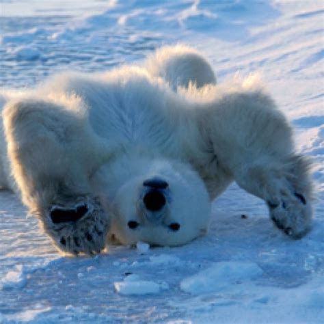 Silly Polar Bear Polar Bear Cute Animals Funny Animals
