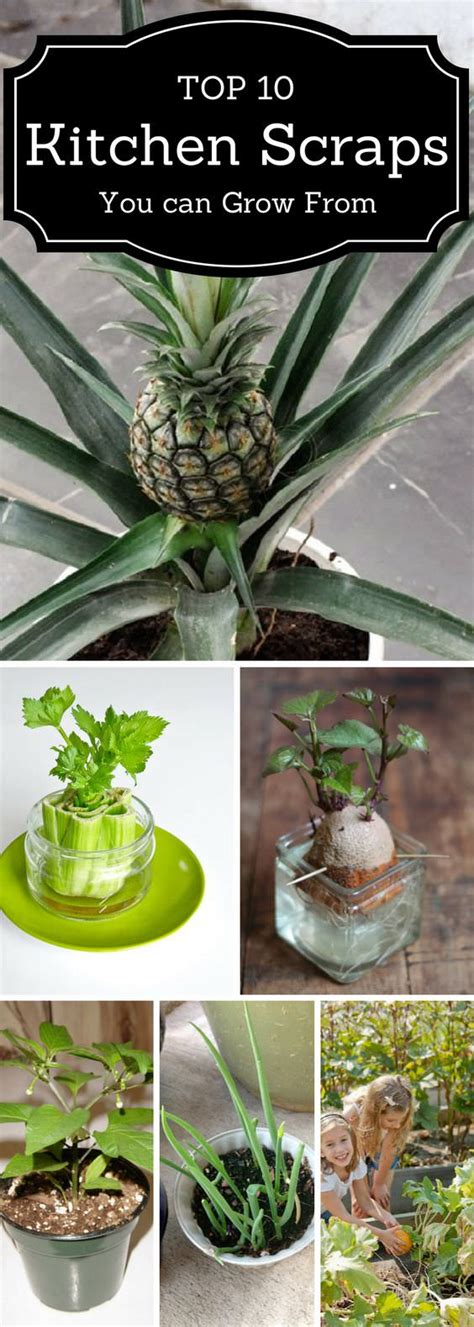 Top 10 Foods You Can Regrow From Kitchen Scraps