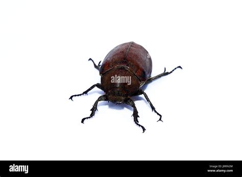 Japanese Water Beetle Hi Res Stock Photography And Images Alamy