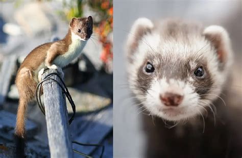 Differences Between Weasels And Ferrets A Comprehensive Insight