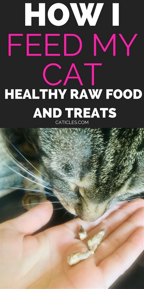 How To Feed A Cat My Cats Raw Diet And Feeding Routine