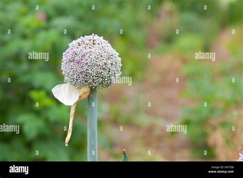 Single Allium Seed Head Hi Res Stock Photography And Images Alamy