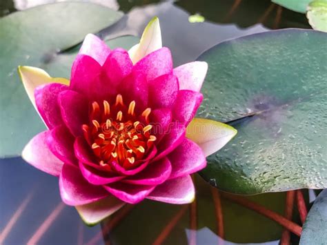 Lotus Flower Ellisiana Or Tubtim Siam Water Lily Blooming On Pond Stock