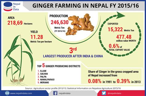Ginger Farming In Nepal In Fy 201516 Infograph