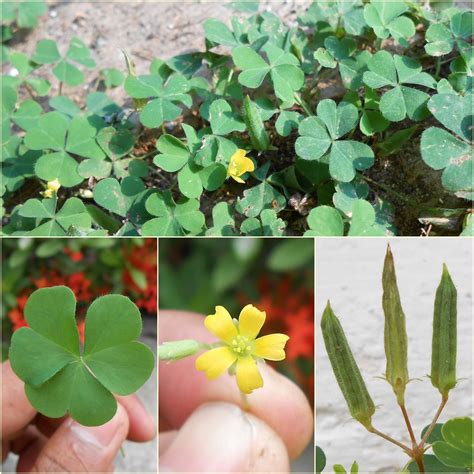 Sedingin serupa dengan daun setawar yang. Oxalidaceae—(Oxalis corniculata) | Nama Lokal: Daun asam ...