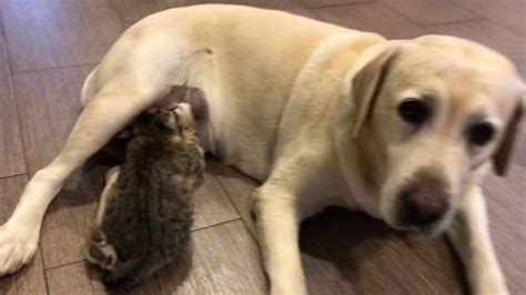 Dog Breastfeeding Kitten Youtube