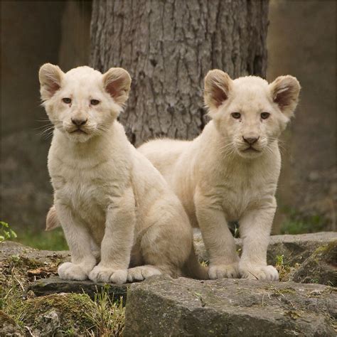 Twin White Lion Cubs Twin Rare White Lions Cubs Three Mon… Flickr