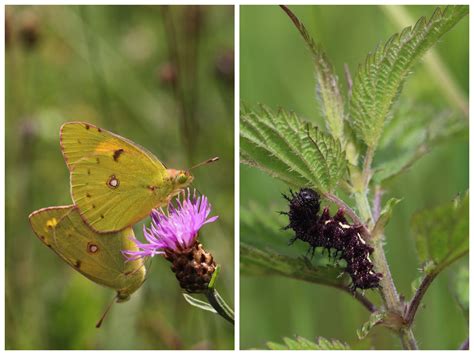 Maybe you would like to learn more about one of these? Mein Schmetterlingsgarten von Elke Schwarzer ...