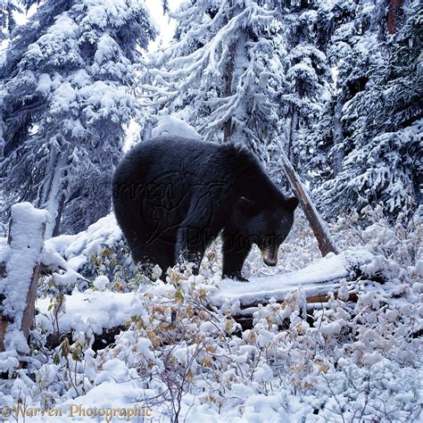 Black Bear In Snowy Subalpine Forest Photo Wp00957