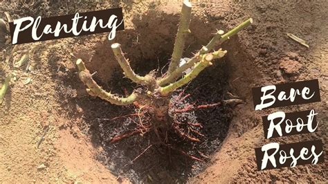 How To Plant A Bare Root Rose Planting A Rose From Berridge Nursery In