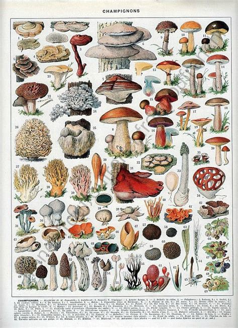 Edible Mushrooms Botanical Vintage French Illustration Print Etsy