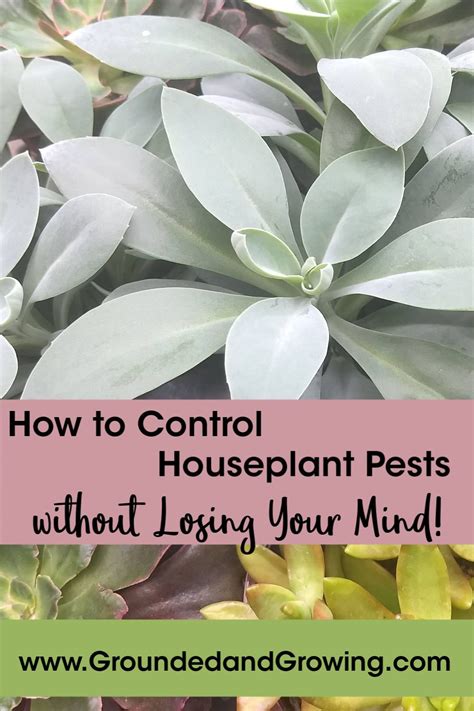Igreat Suggestions For Easy Ways To Treat And Prevent Houseplant Pests