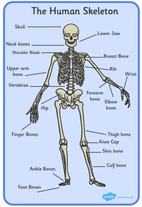 What Are Bones Made Of Bones In The Human Body Wiki