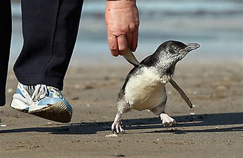 The smallest penguin species is the little (also called little blue) penguin. Little Blue Penguins | Baby Animal Zoo