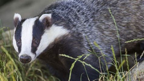 Badger Cull Ends Early After Missing Target Uk News Sky News