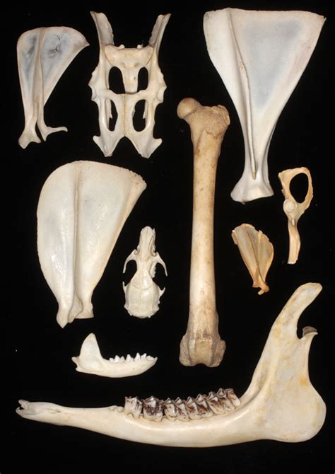 Skull And Bone Identification Of British Mammals The Mammal Society