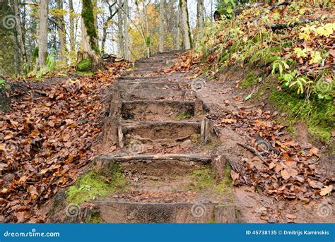 Old Wooden Stairs In The Forest Stock Image Image Of Orange Culture