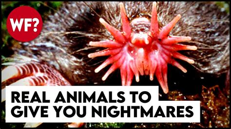 Top 10 Terrifying Animals That Actually Exist Youtube