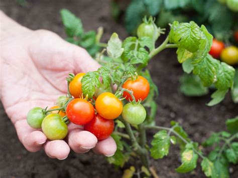 How To Start Growing Organic Vegetables Yourself—its Easy Food And Wine