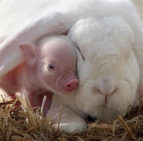 This May Be The Most Adorable Thing In The Universe I Need A Bunny And A Mini Pig