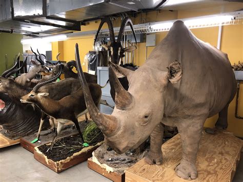 Peek Inside The Houston Museum Of Natural Science Archives