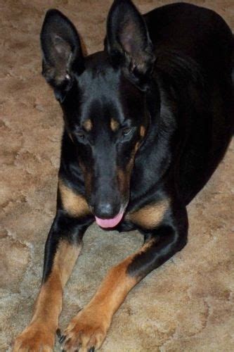 She has been great with learning and listening to orders, though has been a bit of a challenge at times. 17 Best images about #Doberman #Shepherd on Pinterest | Trainers, Cas and Doberman shepherd