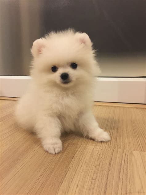 Cute Pomeranian Baby Dog Images