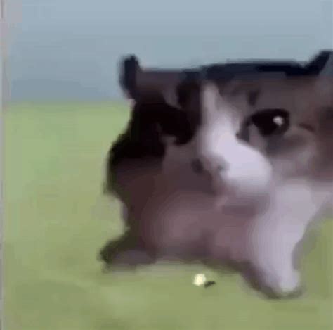 Cat Explode GIF Cat Explode Explosion Discover Share GIFs