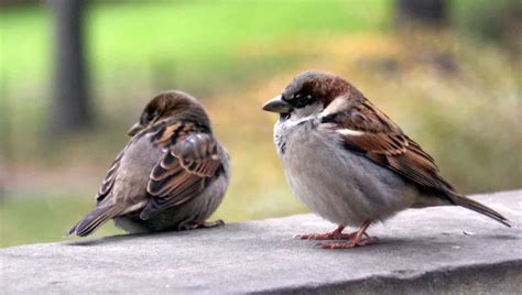 Mangeoire oiseau pour balcon : pourquoi c'est une bonne idée facile à