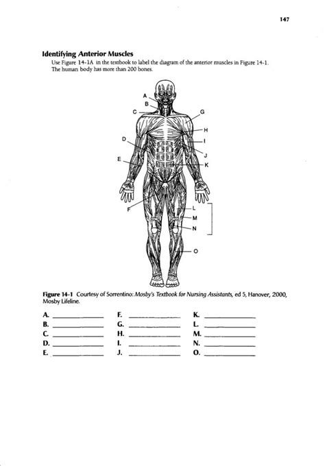 Human Body Muscle Diagram Worksheet Diagrams