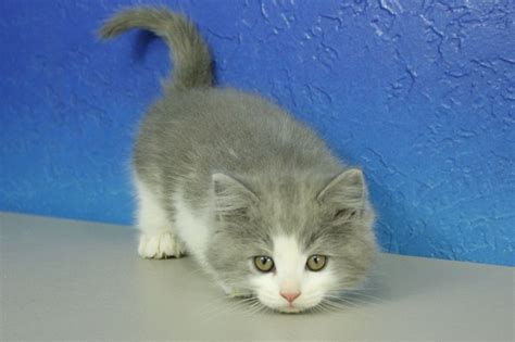 Ragamuffins were developed from existing ragdoll cats and established as their own breed in 1994, although the exact history of how they were developed is not known. Buddy - Blue Bicolor Solid Ragamuffin Cat Kitten from www ...