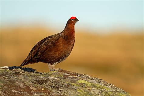 Andy Shepherd Wildlife Photography Red Grouse