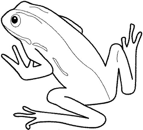 Print And Download Frog Coloring Pages Theme For Kids
