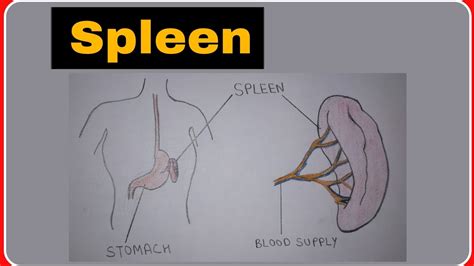 Spleen Ii Structure And Functions Of Spleen Youtube