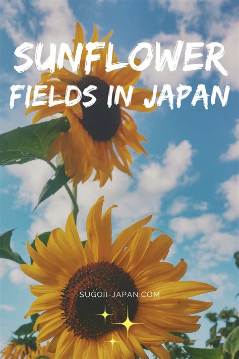 Best Sunflower Fields In Japan 7 Spots To Visit In Summer Japan
