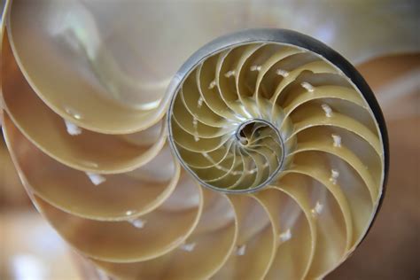Nautilus Cutaway Shell Free Stock Photo Public Domain Pictures