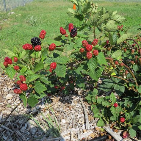 Growing Blackberries In Dallas Growing Blackberries Outdoor Herb