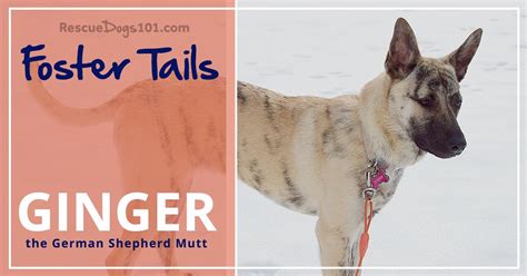Our Adoption Tail About Ginger The German Shepherd Mutt