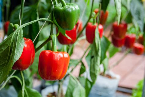 Pepper Growing Guide Containers Or Garden Jung Seeds Gardening Blog