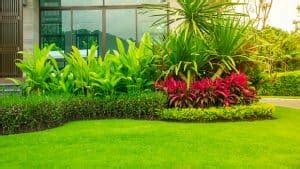 Nah berikut penjelasan mengenai jenis flora di malaysia: Mengenal 8 Jenis Rumput Taman Rumah - RumahLia.com