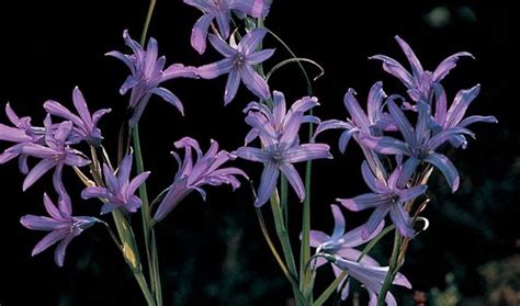 Ixiolirion Lavender Mountain Lily Tartar Lily Siberian Lily Year