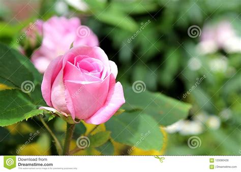 Not Opened Rosebud Of Pink Color Stock Photo Image Of Blossom
